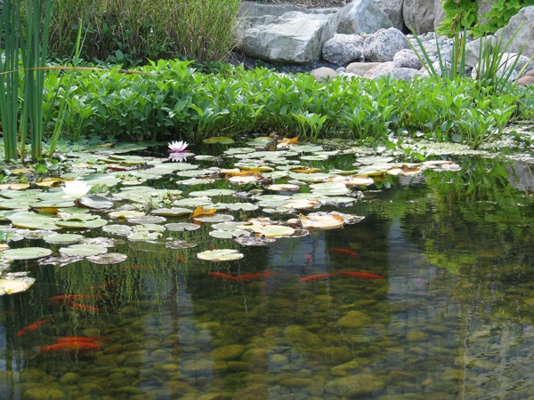 ornamental-ponds-21_2 Декоративни езера