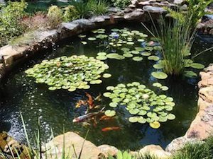 outdoor-fish-pond-83_20 Открит рибарник