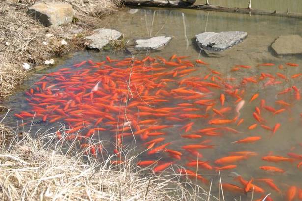 outdoor-goldfish-pond-ideas-63_14 Външни идеи за езерце за златни рибки