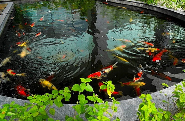 outdoor-ponds-for-fish-73_9 Външни езера за риба