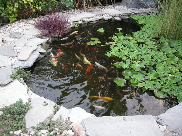 simple-fish-pond-60_7 Обикновено рибно езеро
