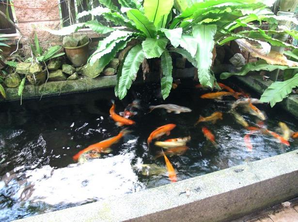 small-fish-pond-in-garden-43_3 Малко рибно езерце в градината