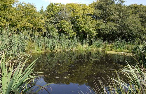 small-natural-pond-62_5 Малко естествено езерце