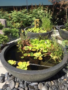small-pond-water-feature-96_3 Функция за малка езерна вода