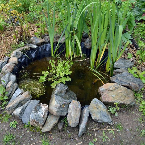 small-wildlife-pond-ideas-74_13 Малки идеи за езерце за диви животни