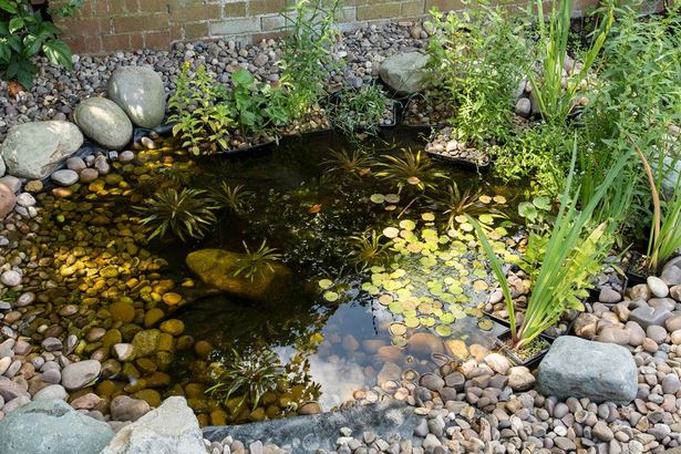 small-wildlife-pond-ideas-74_15 Малки идеи за езерце за диви животни