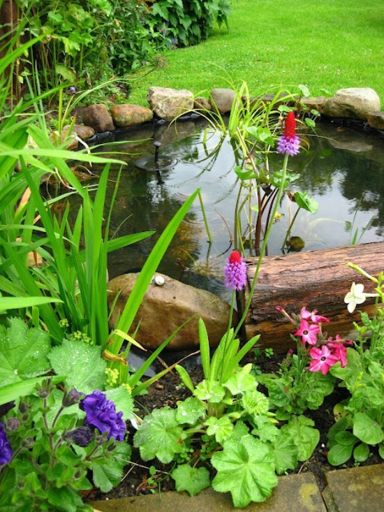 wildlife-pond-ideas-62_2 Идеи за езерце за диви животни