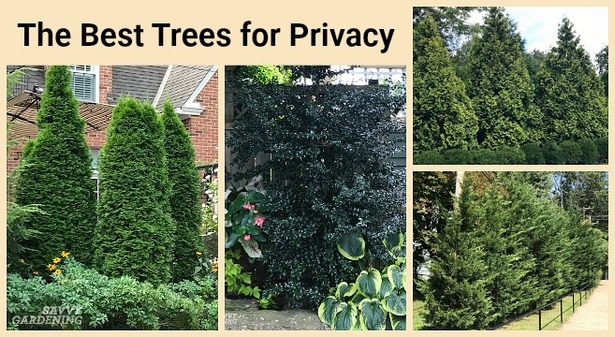 backyard-privacy-from-neighbors-64 Уединение в задния двор от съседи
