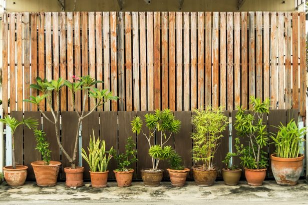 best-way-to-screen-garden-from-neighbours-46_4 Най-добрият начин да засадите градината от съседите