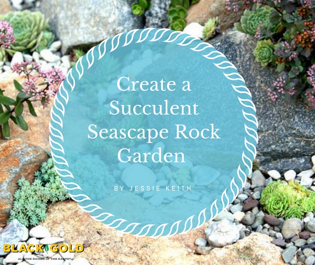 build-rock-garden-with-succulents-83 Изграждане на алпинеум със сукуленти