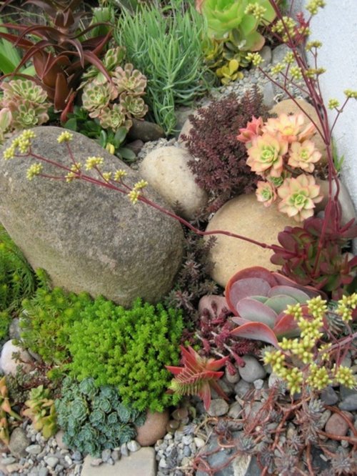 build-rock-garden-with-succulents-83_12 Изграждане на алпинеум със сукуленти