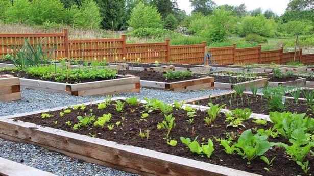 community-garden-ideas-71_7 Идеи за градинска общност