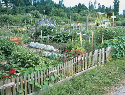 community-garden-ideas-71_8 Идеи за градинска общност