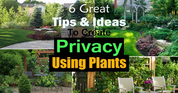 create-backyard-privacy-with-plants-45_15 Създайте поверителност на задния двор с растения