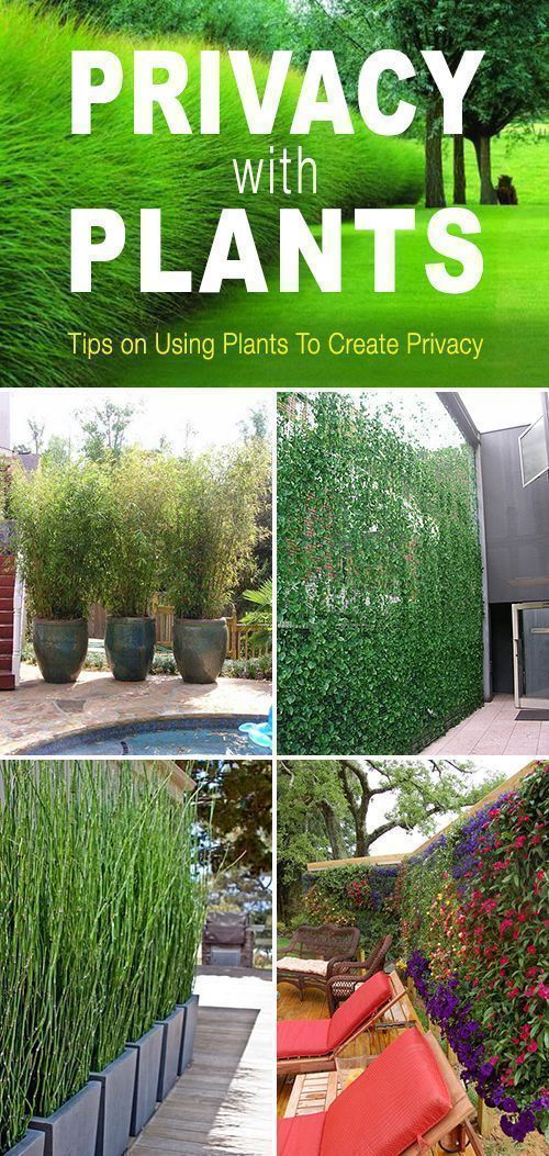 creating-privacy-in-a-small-garden-12_2 Създаване на уединение в малка градина