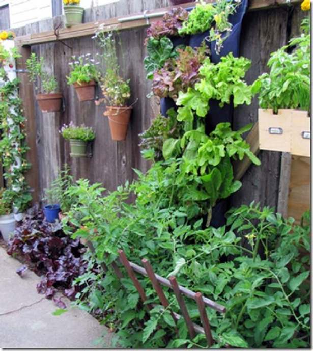 decorating-fences-with-plants-62 Декориране на огради с растения