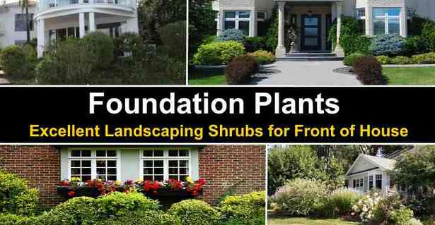 front-lawn-shrub-ideas-88_2 Фронт морава храст идеи