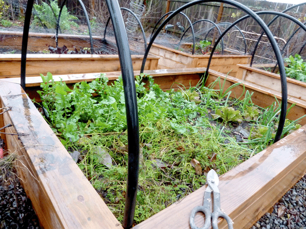 garden-hoops-for-raised-beds-14 Градински обръчи за повдигнати легла