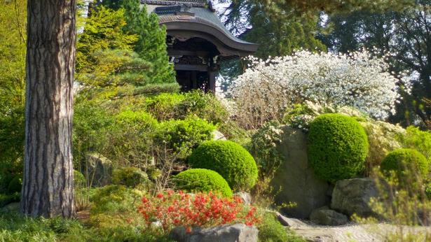 japanese-garden-landscape-plants-54_10 Японски градински ландшафтни растения