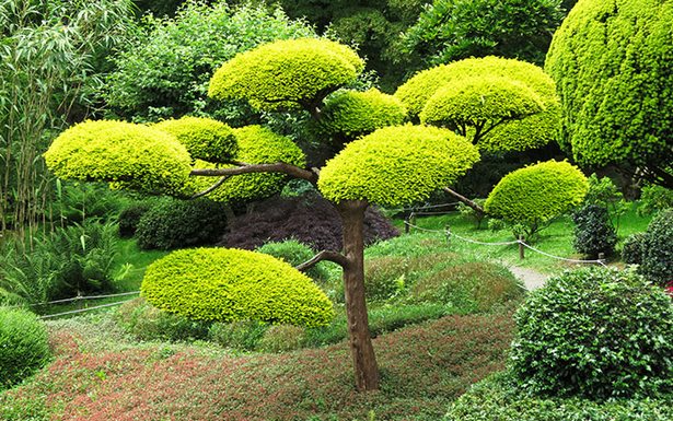 japanese-inspired-garden-10 Японска вдъхновена градина