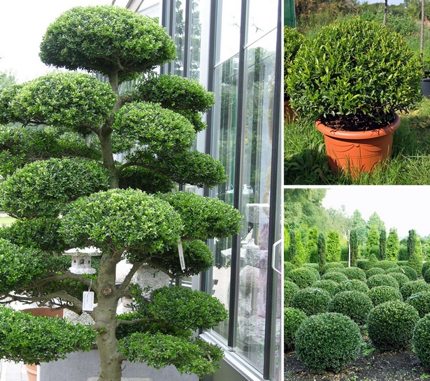 japanese-outdoor-plants-60_12 Японски външни растения