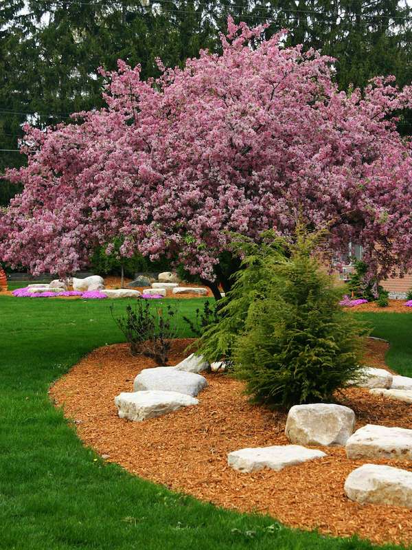 landscaping-ideas-for-front-yard-trees-31_14 Озеленяване идеи за предния двор дървета
