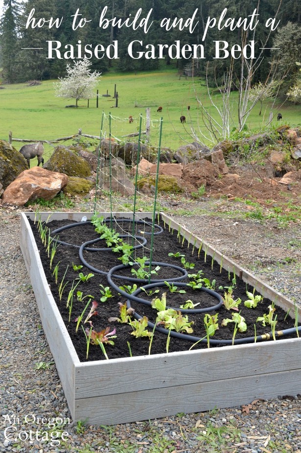 making-a-raised-vegetable-garden-19_10 Създаване на повдигната зеленчукова градина