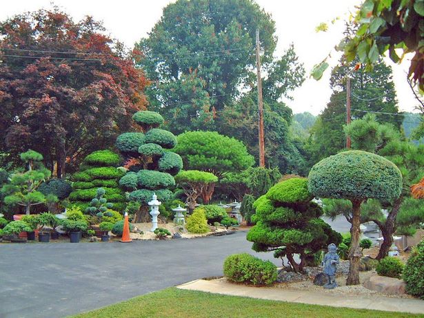 oriental-garden-plants-36 Ориенталски градински растения