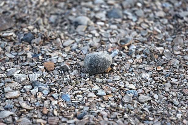 pebble-footpath-83_9 Камениста пътека