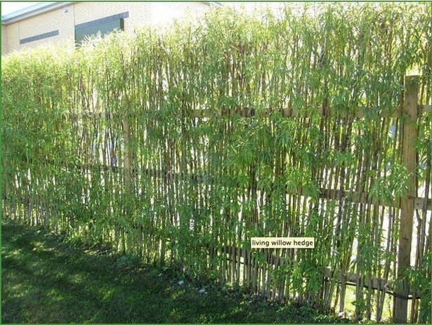 plant-fence-designs-52_3 Растения ограда дизайни