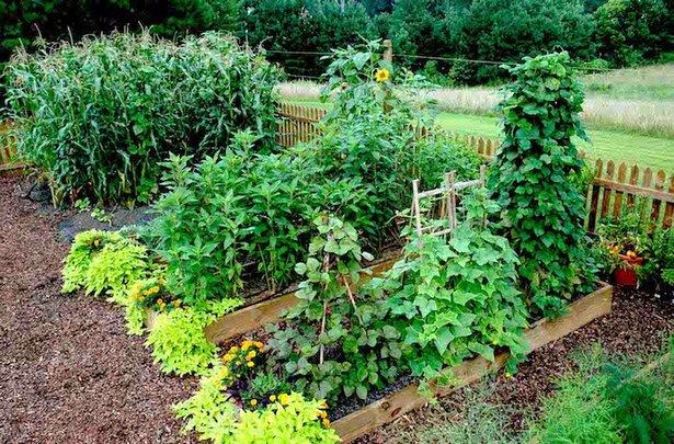 planting-in-a-raised-garden-bed-22_3 Засаждане в повдигнато градинско легло