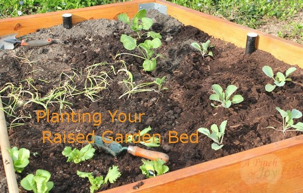 planting-in-a-raised-garden-bed-22_9 Засаждане в повдигнато градинско легло