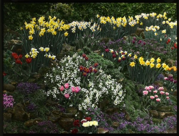 rock-garden-with-flowers-31_2 Алпинеум с цветя