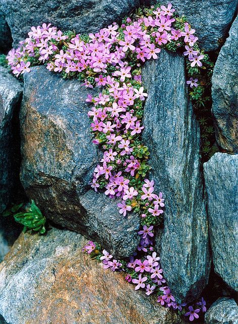 rock-garden-with-flowers-31_8 Алпинеум с цветя