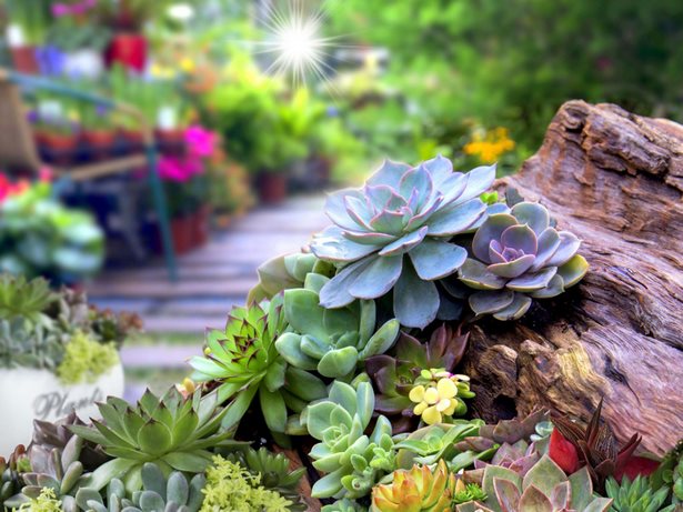 succulent-rock-garden-design-37_12 Сочен рок градина дизайн