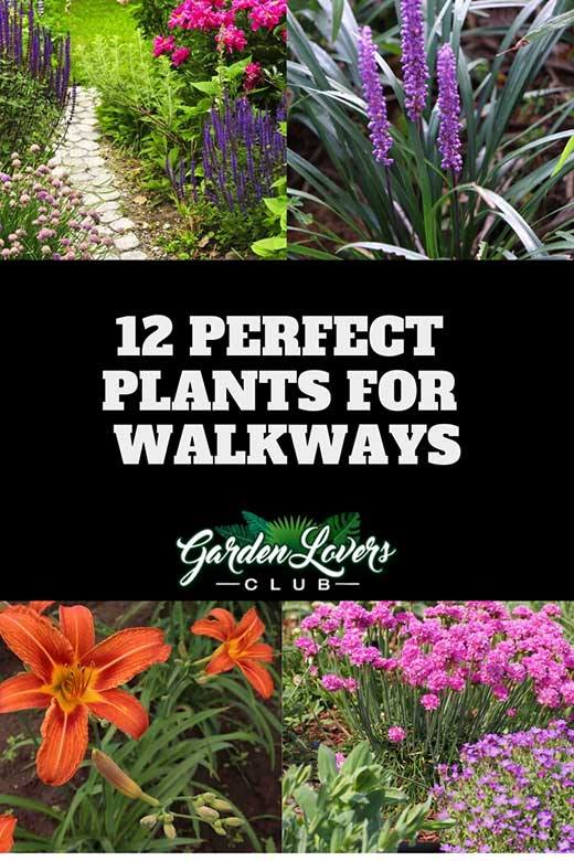 walkway-plants-ideas-02_11 Пешеходни растения идеи