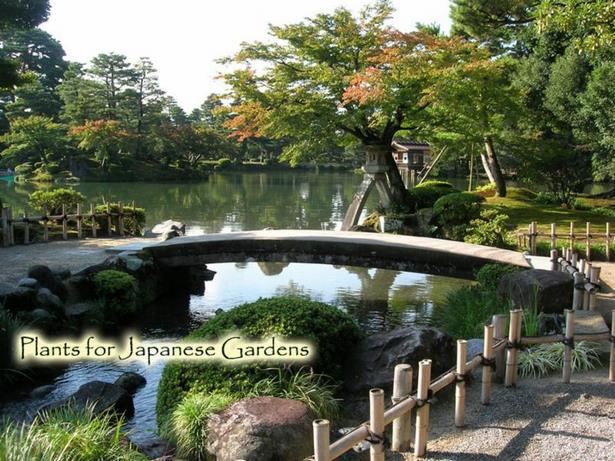 garden-plants-of-japan-38_18 Градински растения от Япония