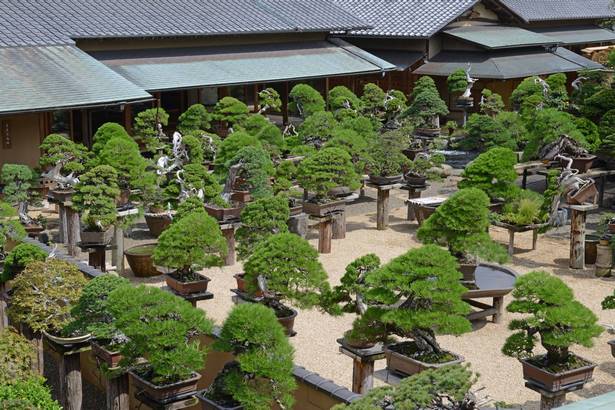 Японска градина бонсай