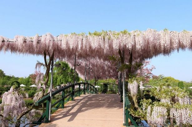 Японски вдъхновени градини снимки