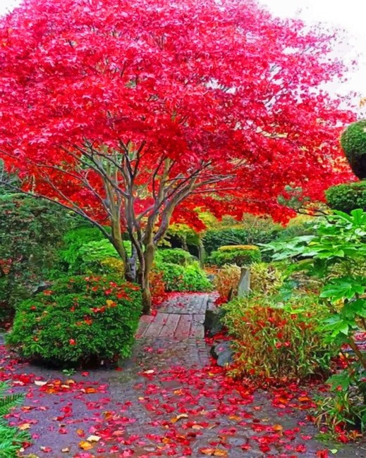 japanese-tree-garden-90_2 Японска градина с дървета