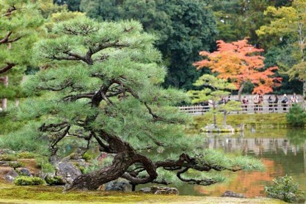 japanese-tree-garden-90_6 Японска градина с дървета