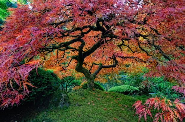 japanese-tree-garden-90_7 Японска градина с дървета