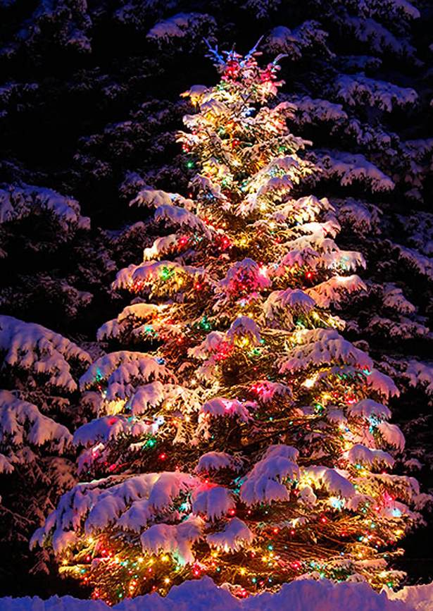 outdoor-christmas-lights-ideas-for-trees-86_14 Външни коледни светлини идеи за дървета