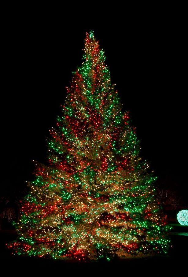 outdoor-christmas-tree-lights-92_7 Открито коледно дърво светлини
