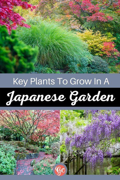 plant-list-for-a-japanese-garden-29_11 Списък на растенията за японска градина