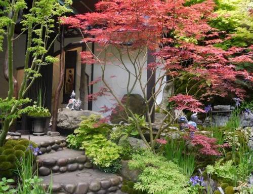 plant-list-for-a-japanese-garden-29_5 Списък на растенията за японска градина