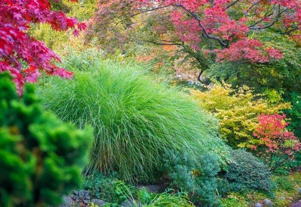 plants-for-japanese-gardens-zone-5-00 Растения за японски градини зона 5