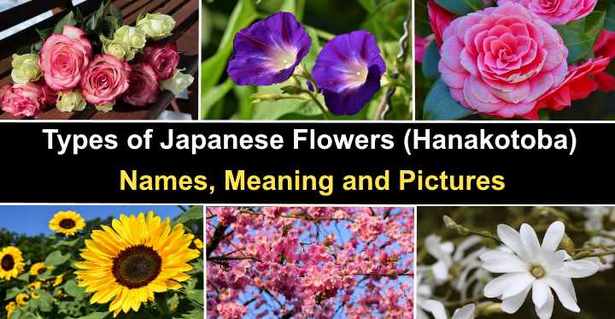 popular-japanese-plants-95_12 Популярни японски растения