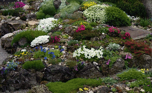 alpine-rock-garden-plants-83 Алпийски алпинеуми