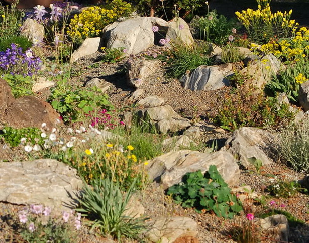 alpine-rock-garden-plants-83_10 Алпийски алпинеуми